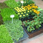 Продажа уличных растений для огорода: как выбрать и выращивать их