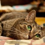 Защита вашей кошки от гельминтов: важность профилактики и заботы