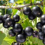 Саженцы черной смородины: как выбрать, посадить и ухаживать за ними
